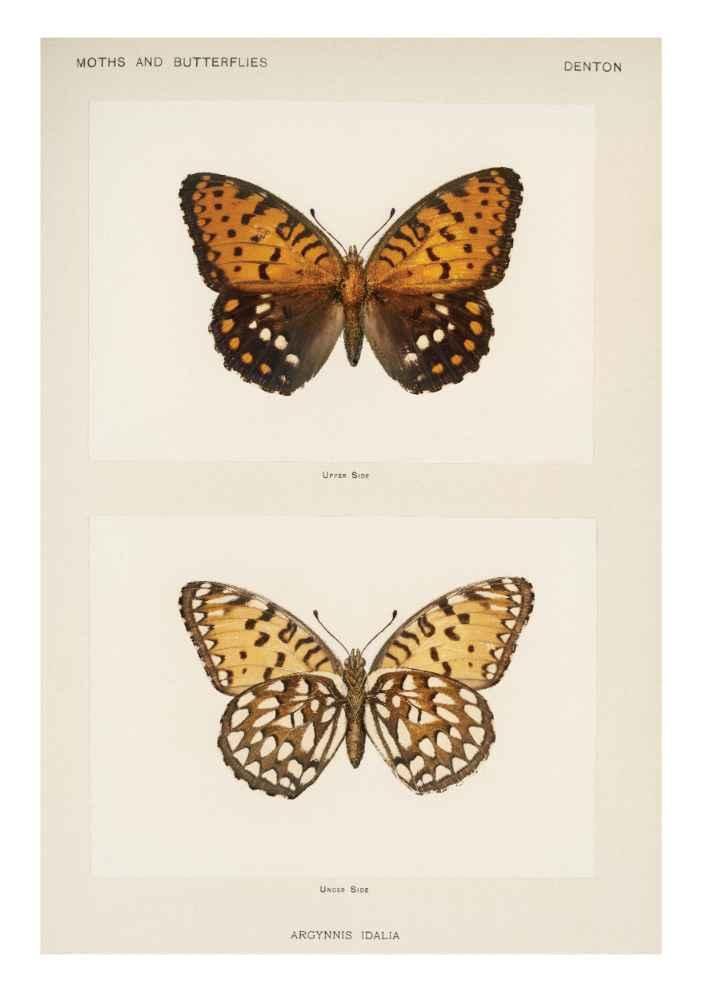 Butterfly & Moth Vintage Art Print-Skudaboo