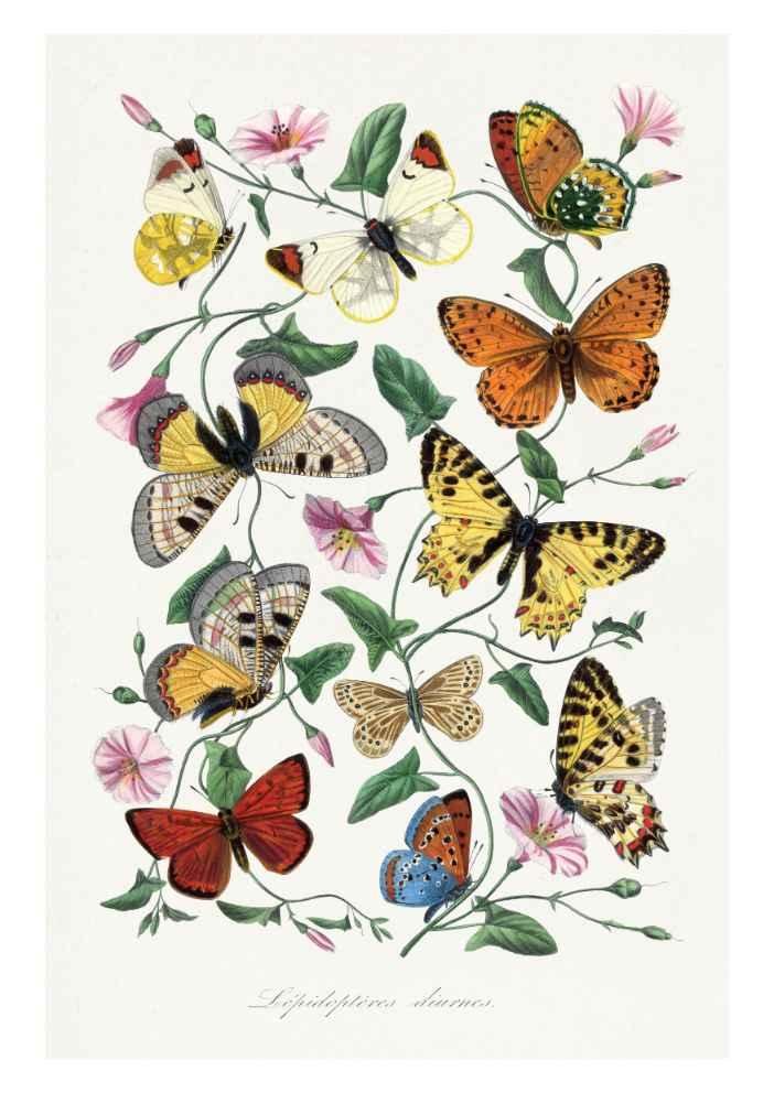 Butterfly & Moth Vintage Art Print-Skudaboo