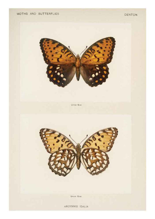 Butterfly & Moth Vintage Art Print
