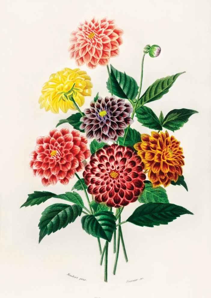 Dahlia Floral Vintage Art Print-Skudaboo