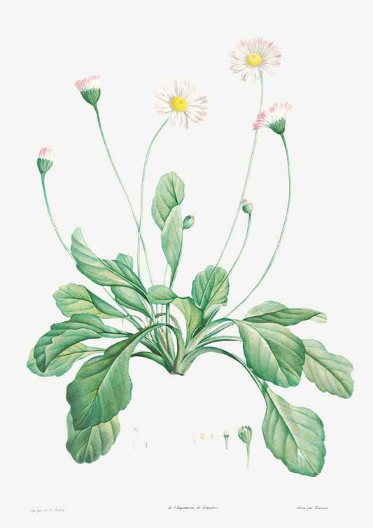 Daisy Vintage Botanical Art Print