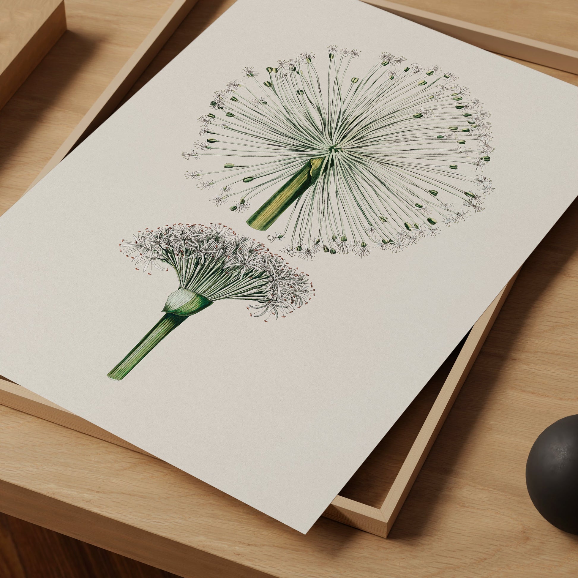 a picture of a dandelion on a table