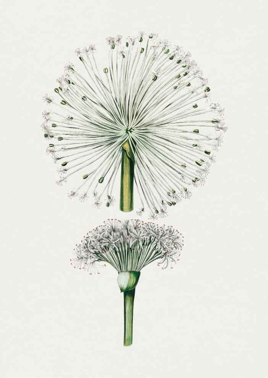 Skudaboo Dandelion Vintage Botanical Art Print