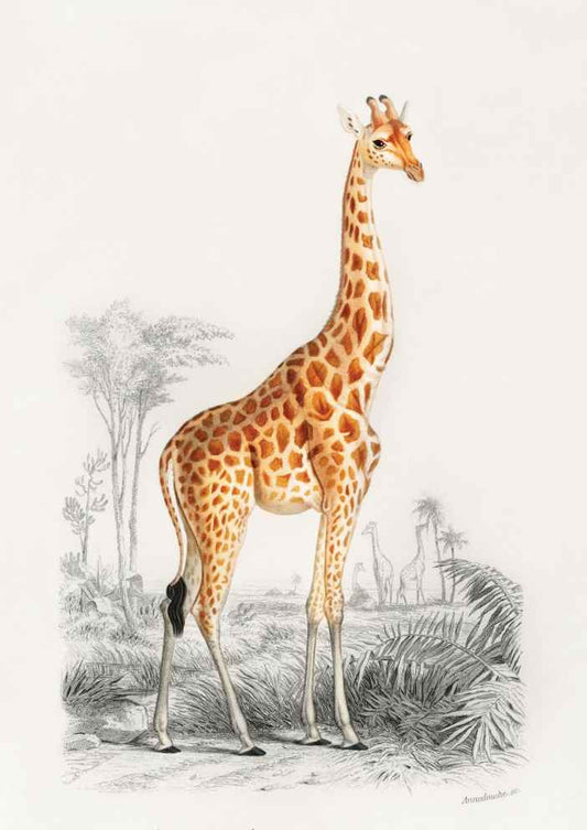 Giraffe Vintage Art Print