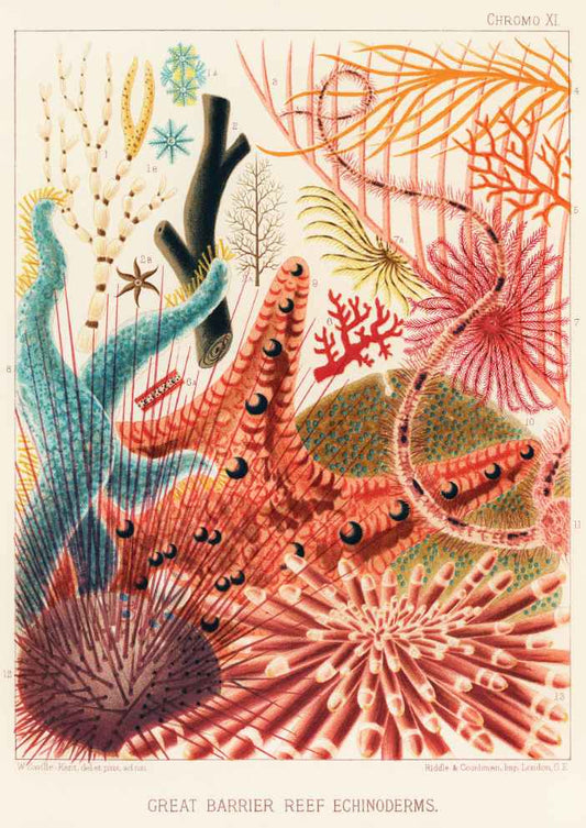 Great Barrier Reef Vintage Art Print