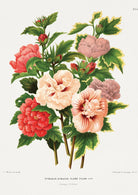 Hibiscus Flowers Vintage Art Print-Skudaboo