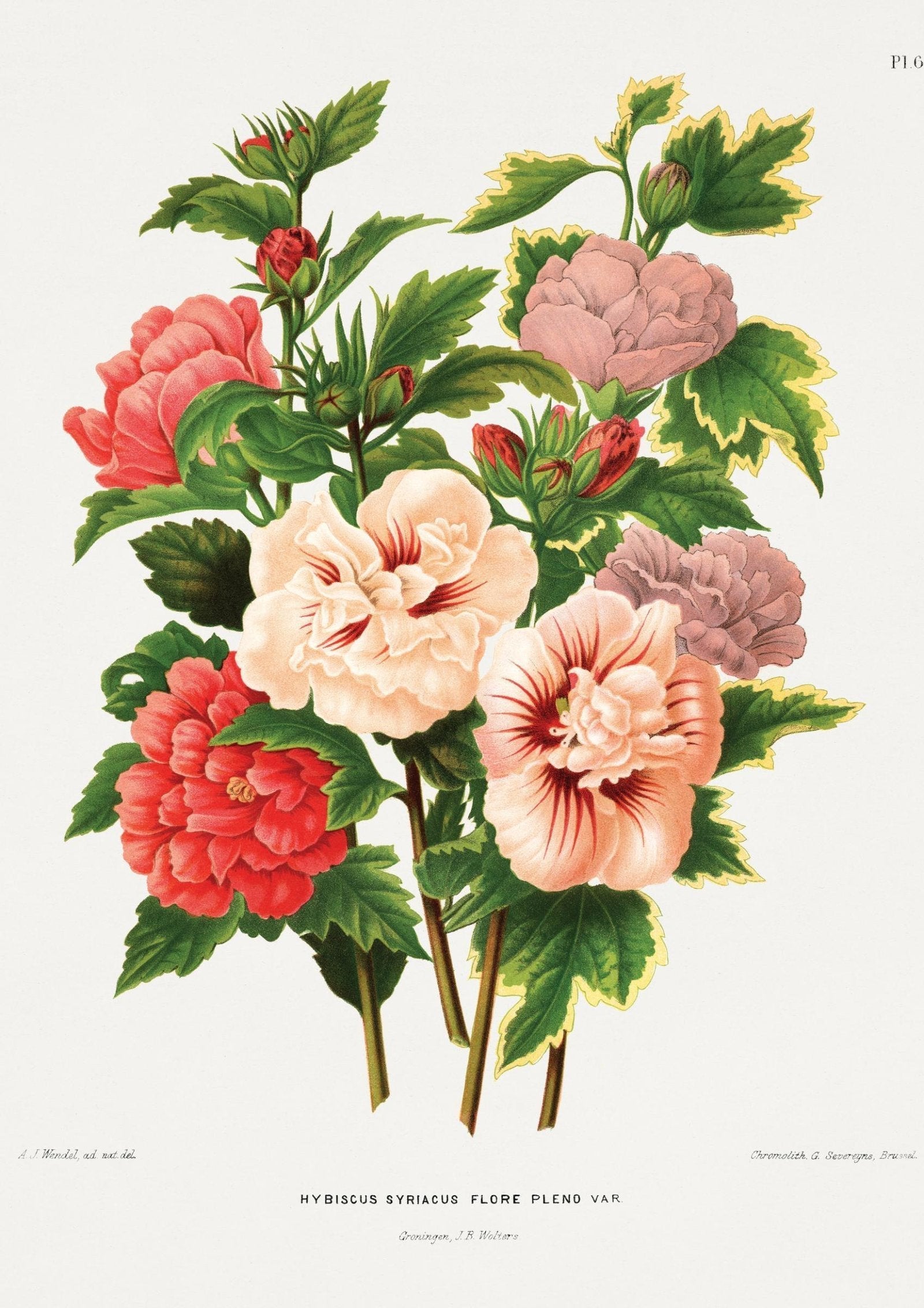 Hibiscus Flowers Vintage Art Print-Skudaboo
