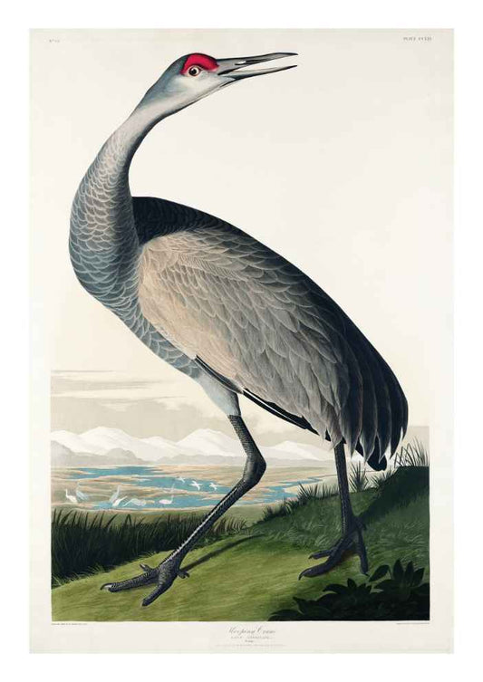 Hooping Crane Bird Vintage Art Print