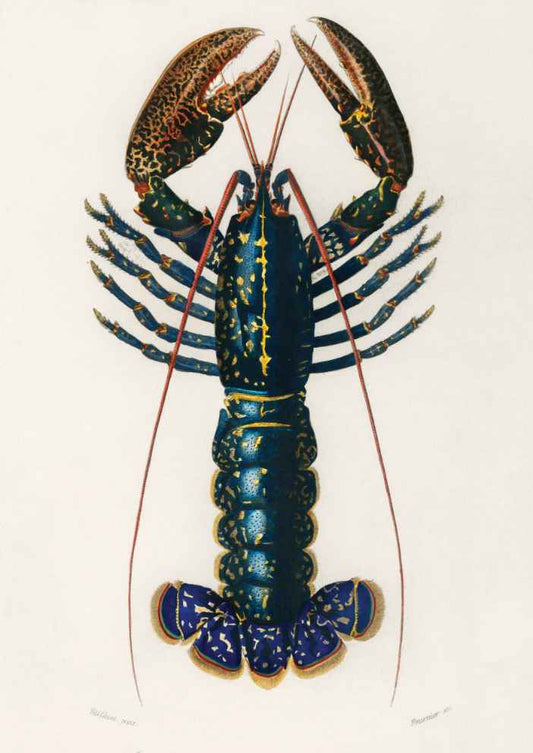 Lobster Vintage Art Print