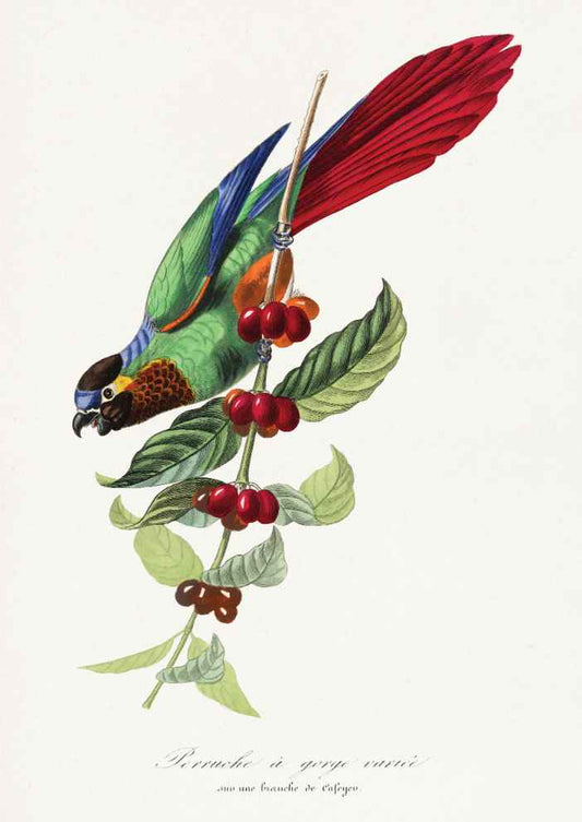 Parakeet Bird Vintage Art Print