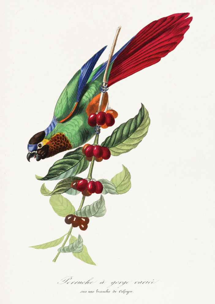 Parakeet Bird Vintage Art Print