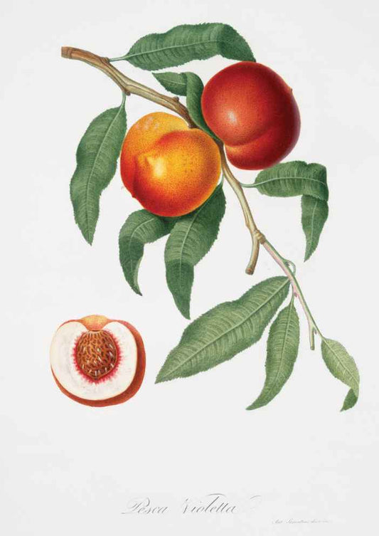 Peaches Vintage Botanical Art Print