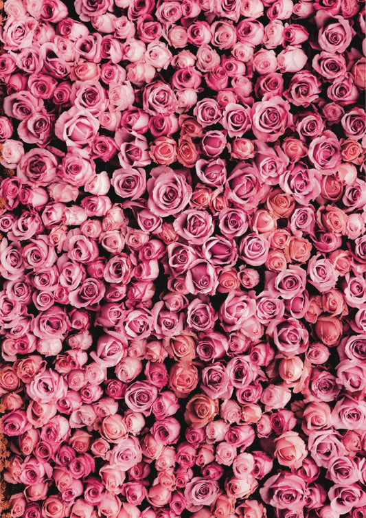 Pink Rose Wall Art Print