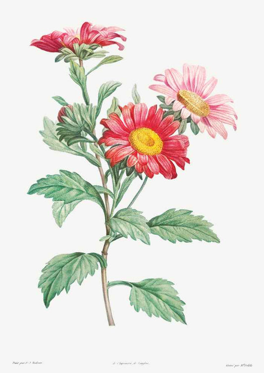 Red Aster Flower Vintage Botanical Art Print
