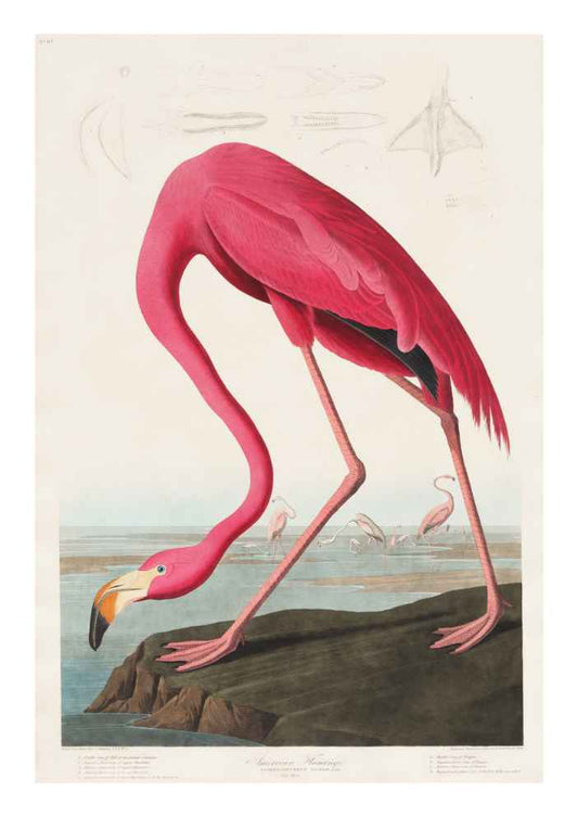 Robert Havell American Flamingo Art Print