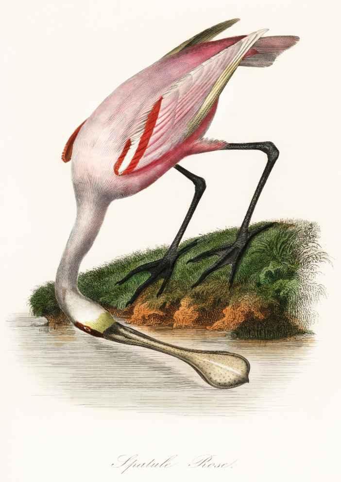 Roseate Spoonbill by the Water Vintage Art Print-Skudaboo
