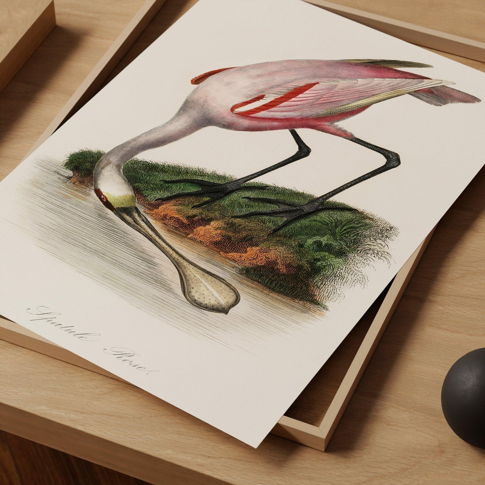 Roseate Spoonbill by the Water Vintage Art Print-Skudaboo