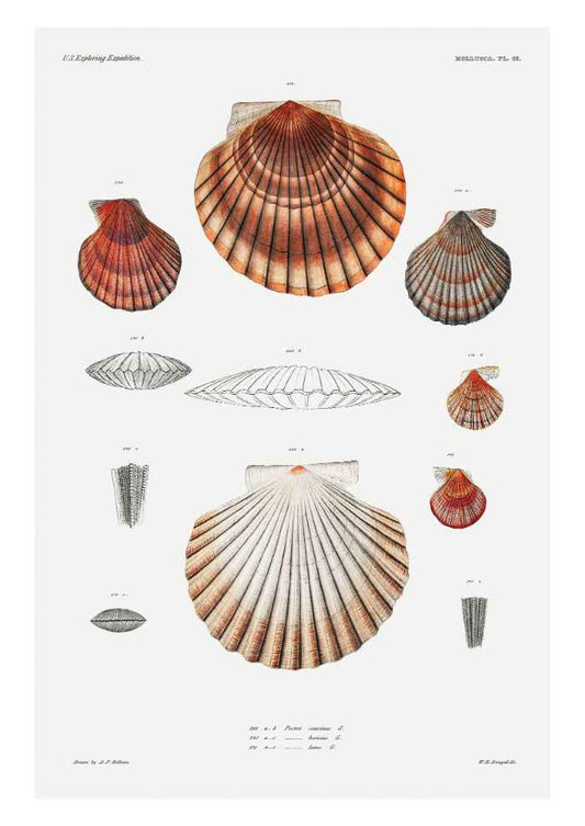 Seashell Vintage Art Print