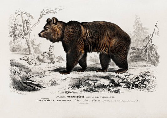 Vintage Bear Art Print