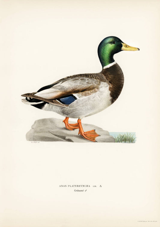 Vintage Duck Art Print