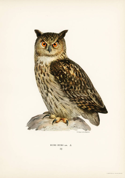 Vintage Eagle Owl Art Print