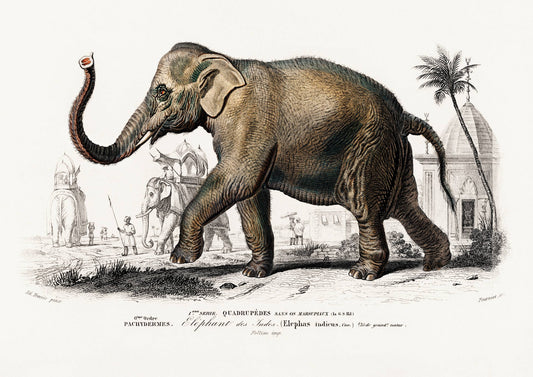 Vintage Elephant Art Print