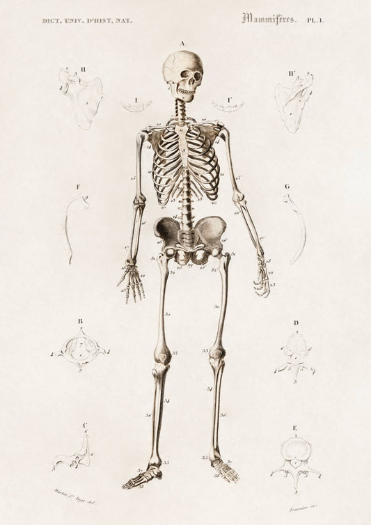 Vintage Human Skeleton Art Print