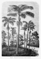 Vintage Palm Tree Illustration Art Print-Skudaboo