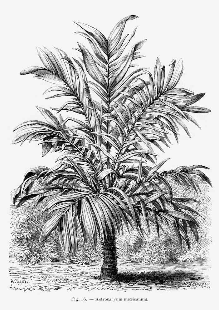 Vintage Palm Tree Illustration Art Print-Skudaboo