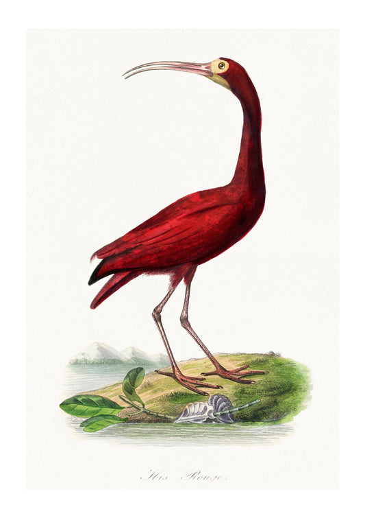 a red bird with a long beak standing on a rock