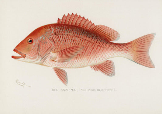 a drawing of a red snapper fish