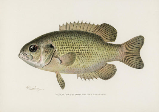 a drawing of a fish on a white background