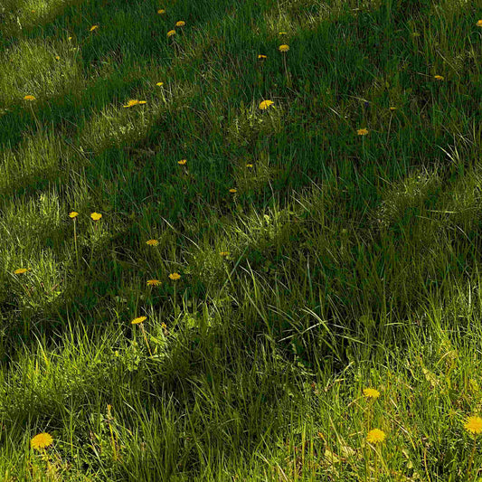 Grassy Meadow with Flowers in Nature