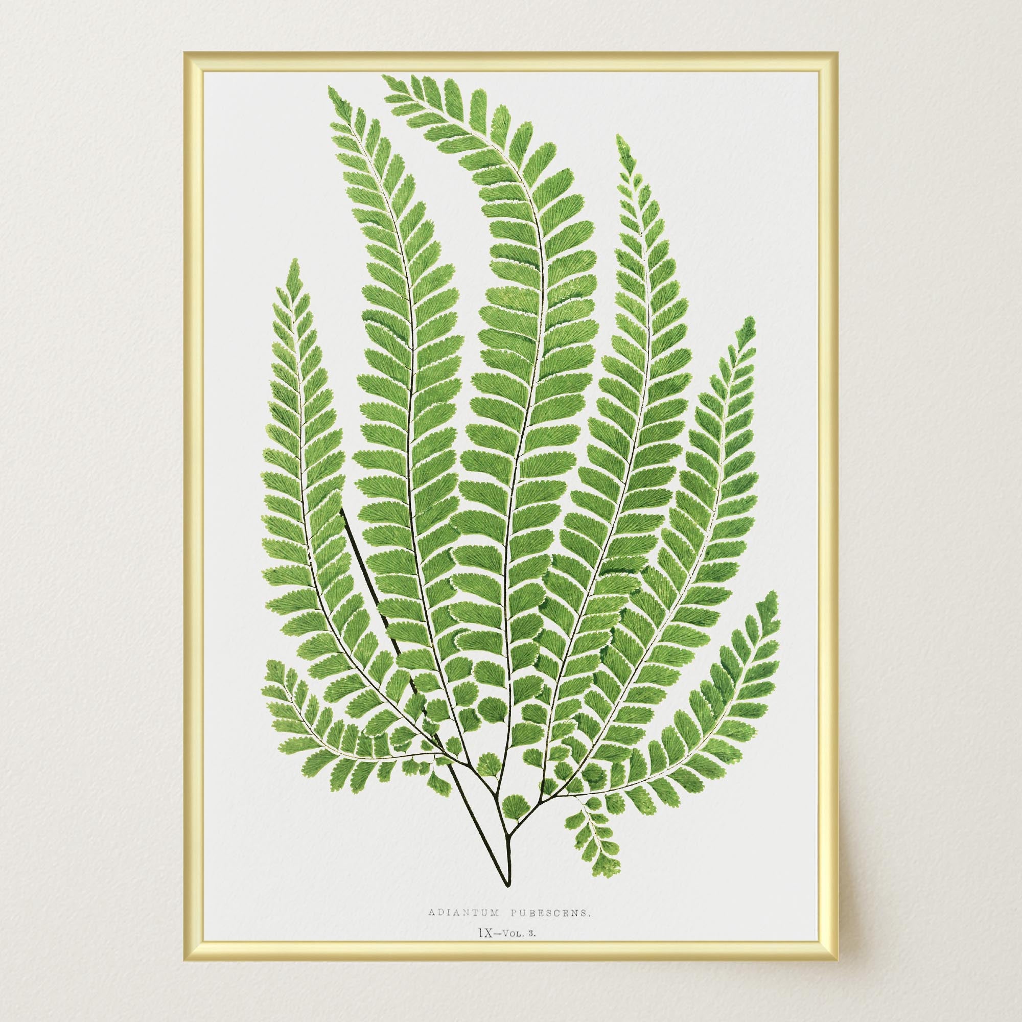 Vintage Fern Botanical Wall Art Print-Skudaboo