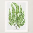 Vintage Fern Botanical Wall Art Print-Skudaboo
