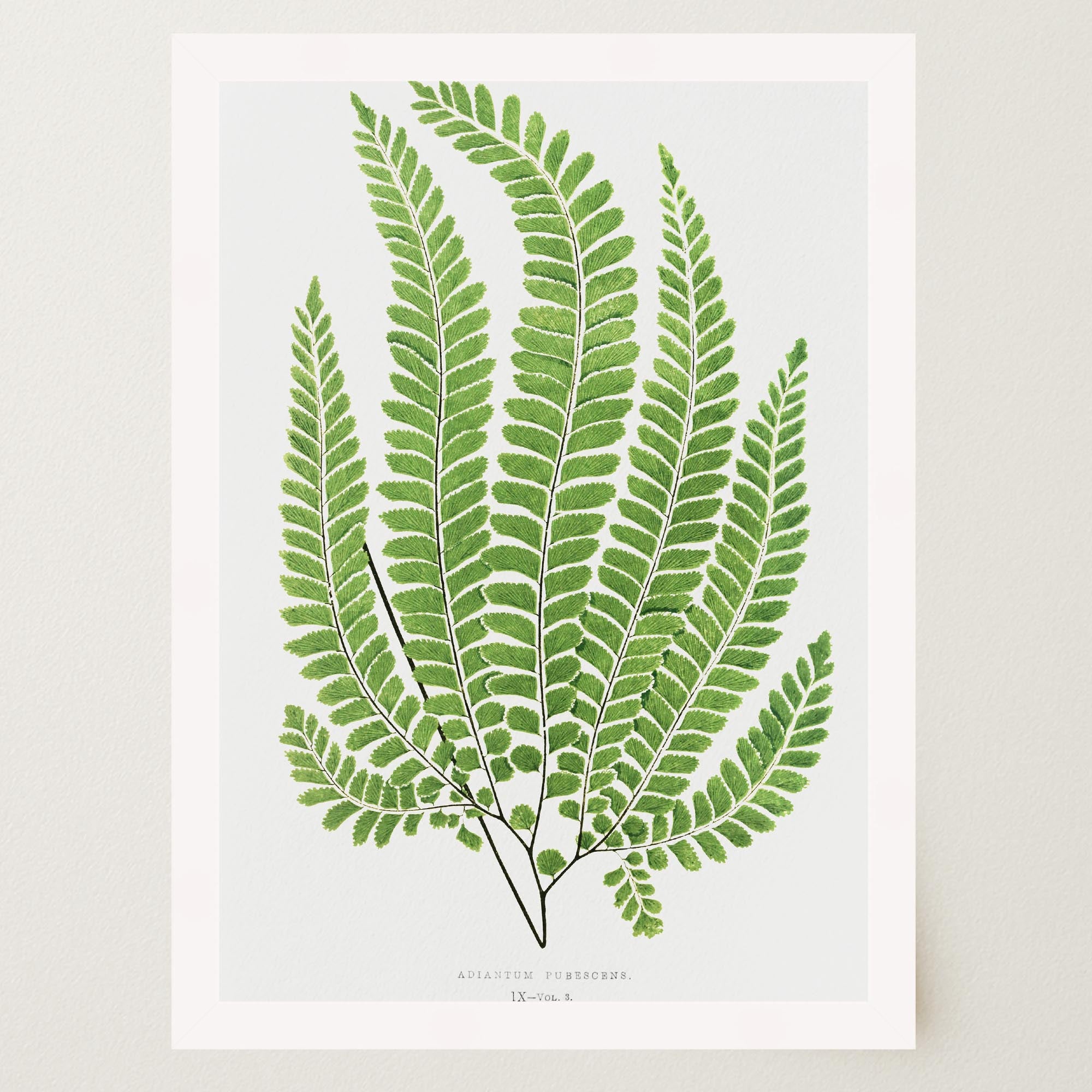 Vintage Fern Botanical Wall Art Print-Skudaboo