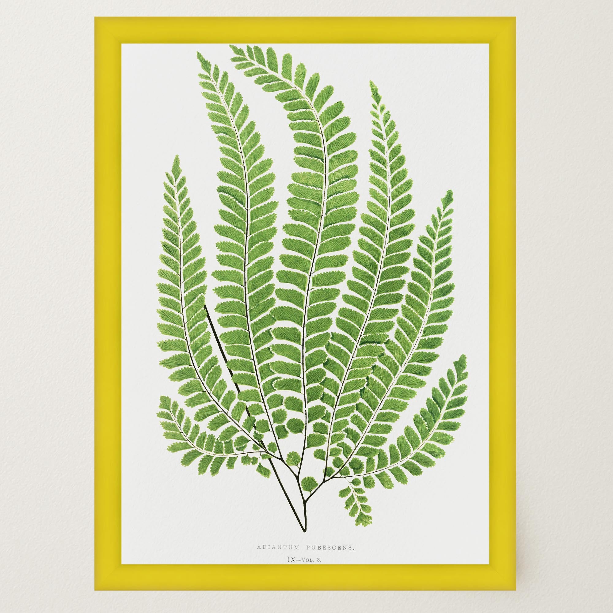 Vintage Fern Botanical Wall Art Print-Skudaboo