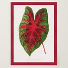 Caladium Bicolour Vintage Botanical Wall Art Print-Skudaboo