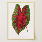 Caladium Bicolour Vintage Botanical Wall Art Print-Skudaboo