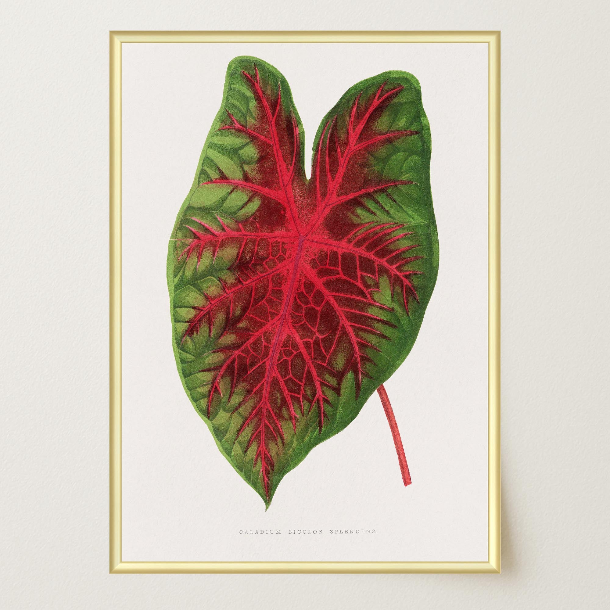 Caladium Bicolour Vintage Botanical Wall Art Print-Skudaboo