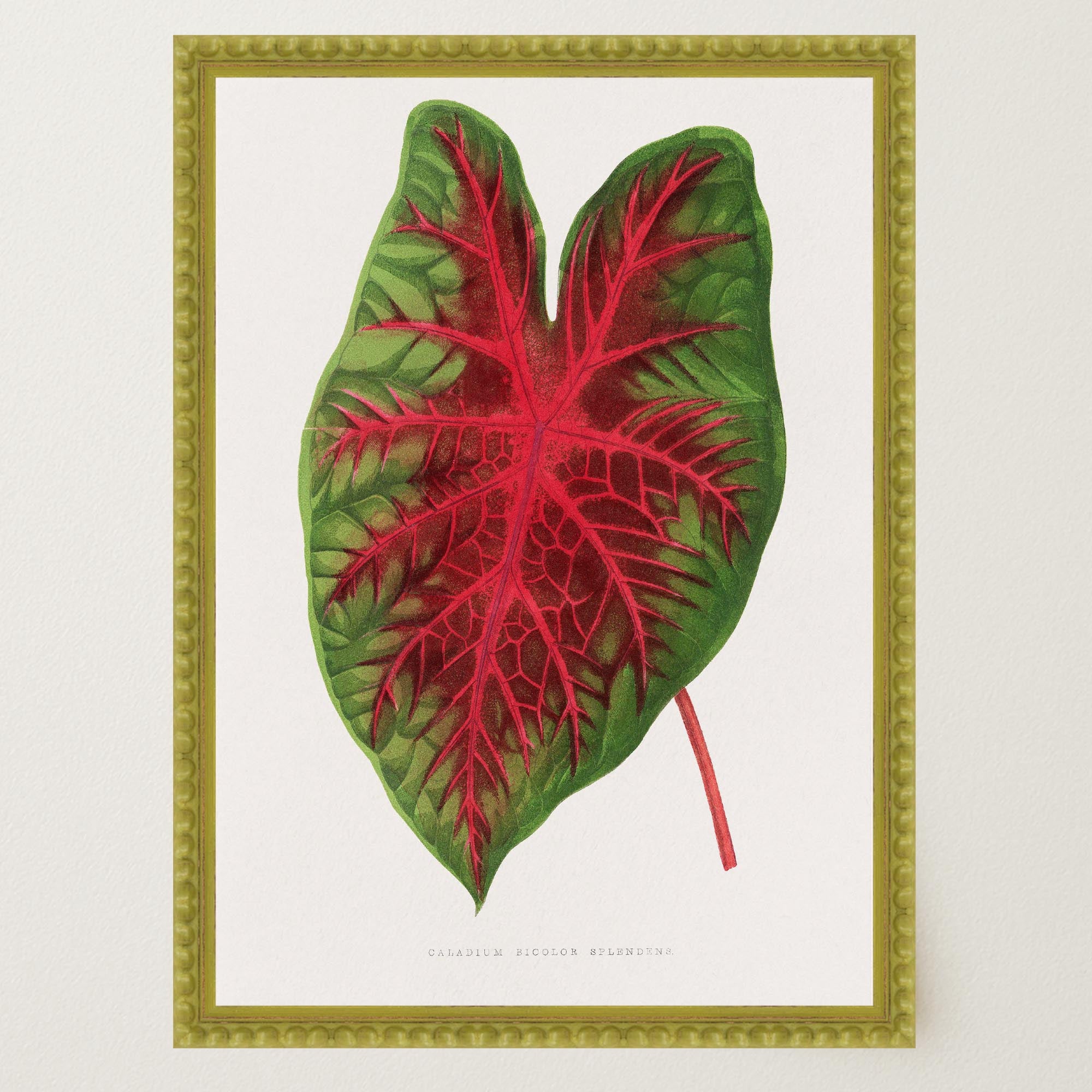 Caladium Bicolour Vintage Botanical Wall Art Print-Skudaboo