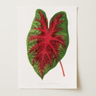 Caladium Bicolour Vintage Botanical Wall Art Print-Skudaboo