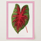 Caladium Bicolour Vintage Botanical Wall Art Print-Skudaboo