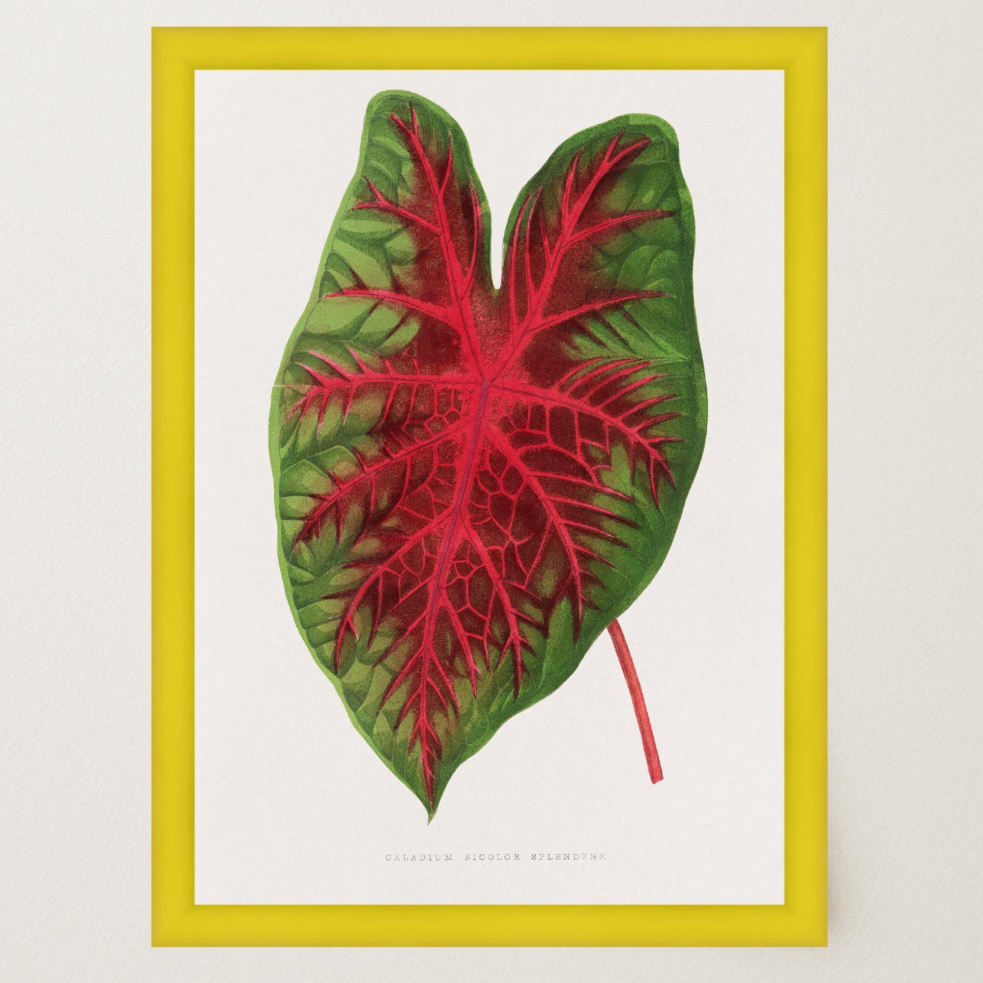 Caladium Bicolour Vintage Botanical Wall Art Print-Skudaboo