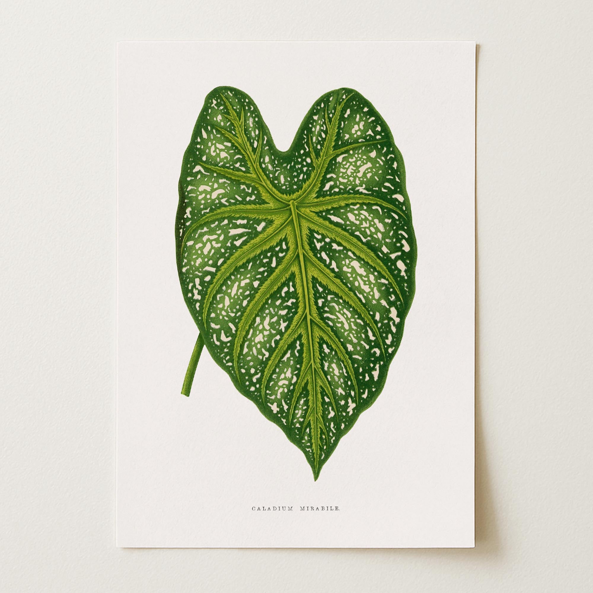 Green Leaf Botanical Vintage Wall Art Print-Skudaboo