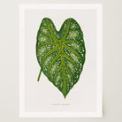 Green Leaf Botanical Vintage Wall Art Print-Skudaboo