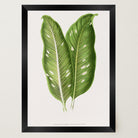 Botanical Leaf Study Vintage Wall Art Print-Skudaboo