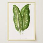Botanical Leaf Study Vintage Wall Art Print-Skudaboo
