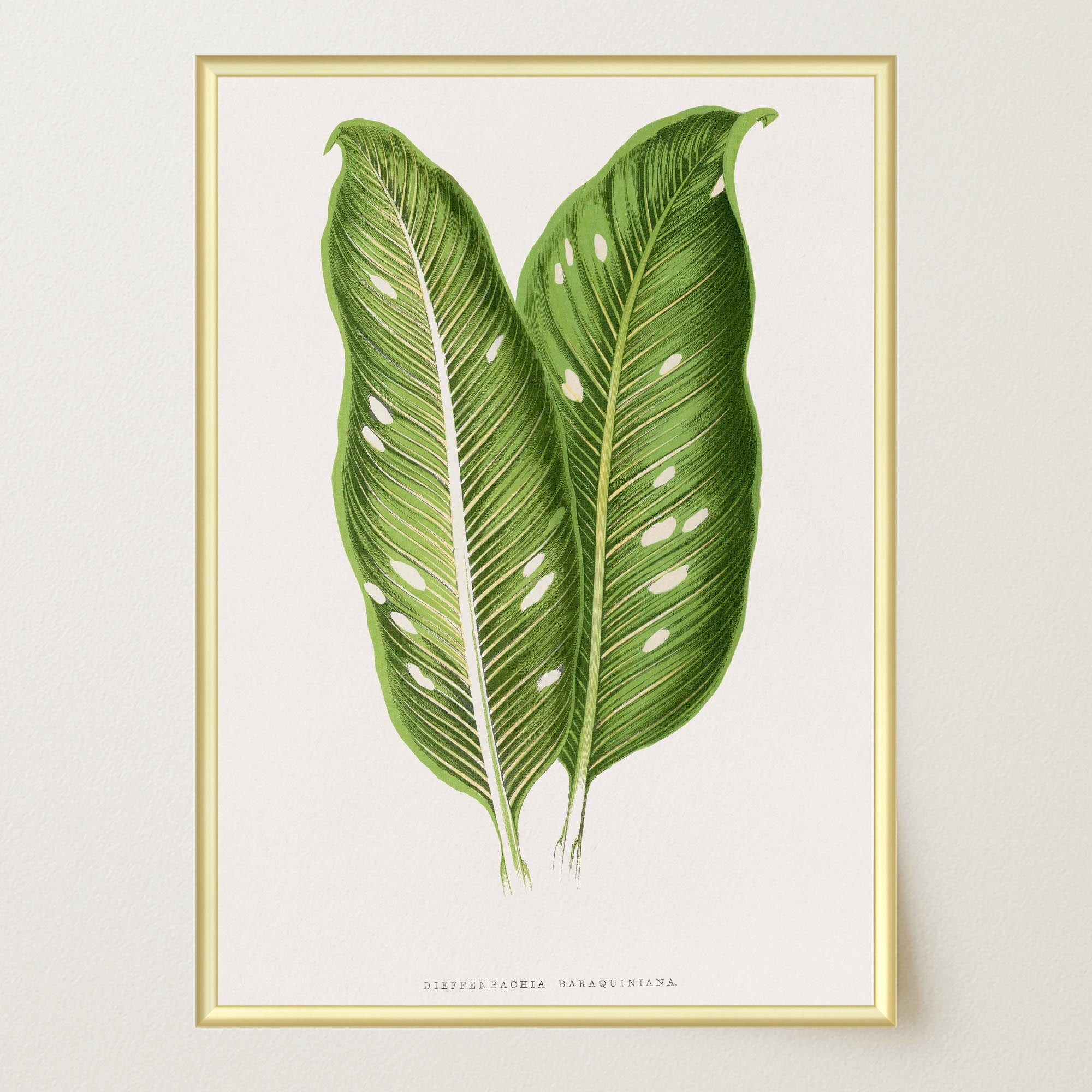 Botanical Leaf Study Vintage Wall Art Print-Skudaboo