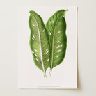 Botanical Leaf Study Vintage Wall Art Print-Skudaboo